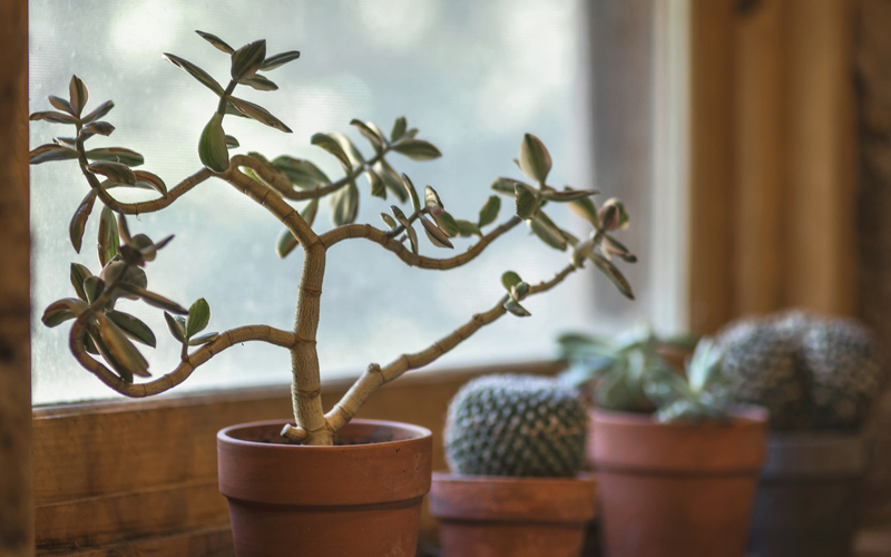 Common Indoor Plants You Should Have